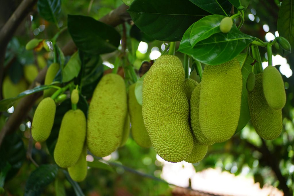 Så lenge bør jackfruit marineres for best smak